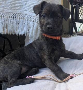 Barbie -  Terrier and Miniature Schnauzer Dog for Adoption in Southlake, Texas - Barbie | PetCurious