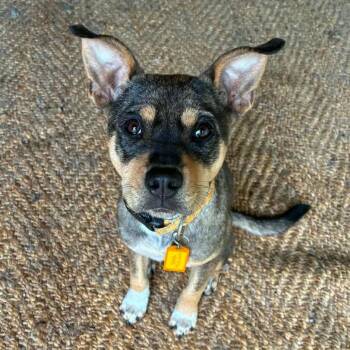 Miniature Pinscher and Cattle Dog Dogs Available for Adoption in Austin, Texas - Bear BK | PetCurious