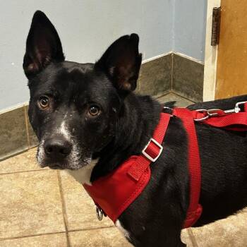 Toto -  Mixed Breed Dog for Adoption in Chattanooga, Tennessee - Toto | PetCurious