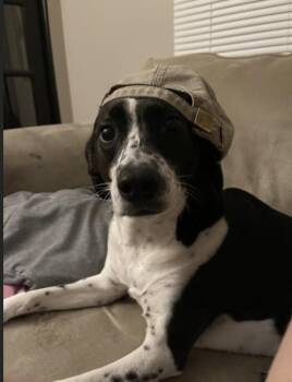Nora -  Labrador Retriever and Pointer Dog for Adoption in Willingboro, New Jersey - Nora | PetCurious