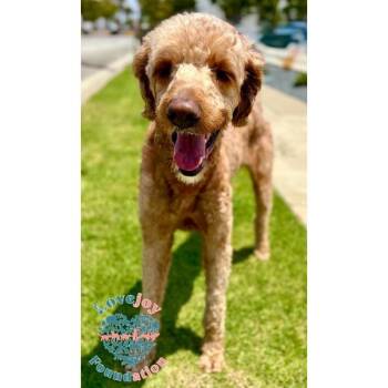 Koda -  Goldendoodle Dog for Adoption in Inglewood, California - Koda | PetCurious