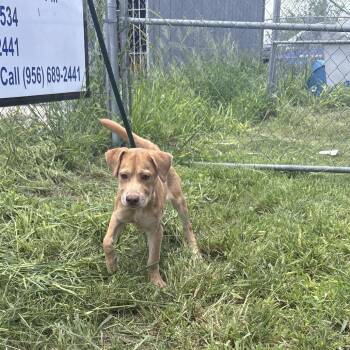 Hazel -  Mixed Breed Dog for Adoption in Austin, Texas - Hazel | PetCurious