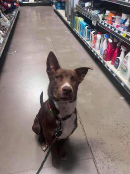 Stanley -  Border Collie Dog for Adoption in Millcreek, Utah - Stanley | PetCurious