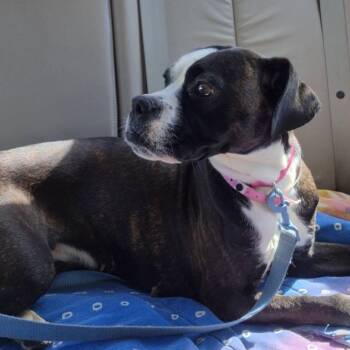 Boxer and Mixed Breed Dogs Available for Adoption in West Point, Mississippi - Nova | PetCurious