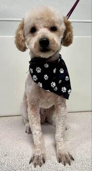 Willie -  Poodle Dog for Adoption in Brandon, South Dakota - Willie | PetCurious