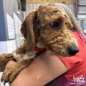 Poodle Dogs Available for Adoption in Washington, District Of Columbia - Twist | PetCurious