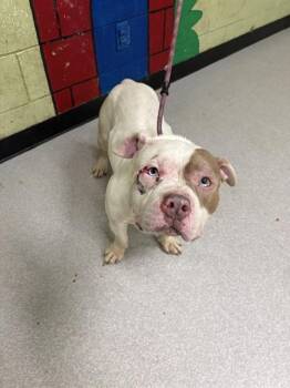 American Bulldog Dogs Available for Adoption - BUTTERBALL | PetCurious