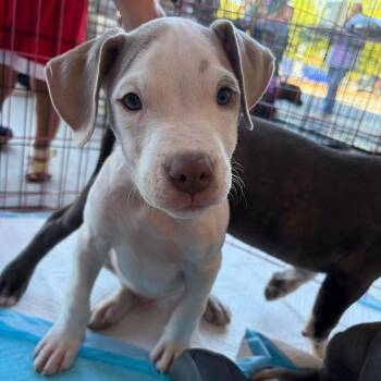 Exon 2026-362 -  Pit Bull Terrier Dog for Adoption in Winder, Georgia - Exon 2026-362 | PetCurious