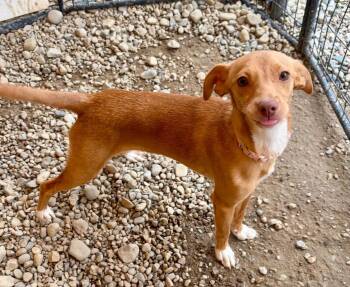 Sorrel -  Terrier Dog for Adoption in Sterling Heights, Michigan - Sorrel | PetCurious