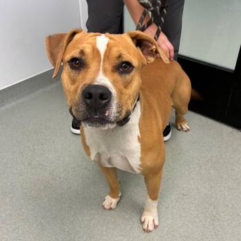 Steven -  American Staffordshire Terrier and Mixed Breed Dog for Adoption in Abilene, Texas - Steven | PetCurious