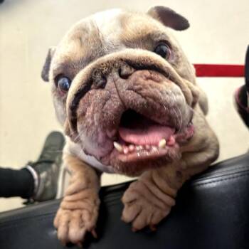 English Bulldog Dogs Available for Adoption - Opal | PetCurious