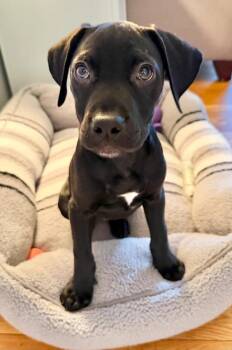 Mixed Breed Dogs Available for Adoption in Lindenhurst, New York - Oliver Sudden | PetCurious