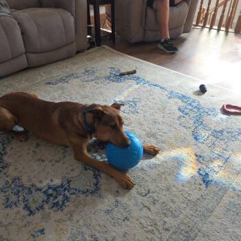 Canelo -  Belgian Shepherd Malinois and Mixed Breed Dog for Adoption in Tomball, Texas - Canelo | PetCurious
