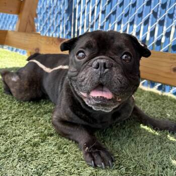 Fideo -  French Bulldog Dog for Adoption in Hawthorne, California - Fideo | PetCurious