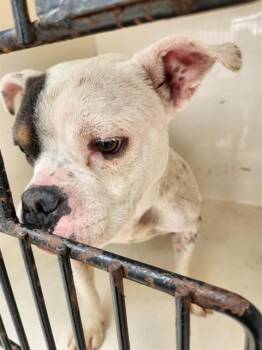 Pit Bull Terrier and Mixed Breed Dogs Available for Adoption - INEZ | PetCurious