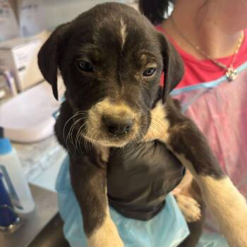 Rescue Mixed Breed Dogs for Adoption in Huntington, West Virginia - Nosferatu | PetCurious