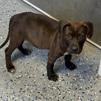 Pit Bull Terrier and Mixed Breed Dogs Available for Adoption in Tuscaloosa, Alabama - TUSC-Stray-84532 | PetCurious