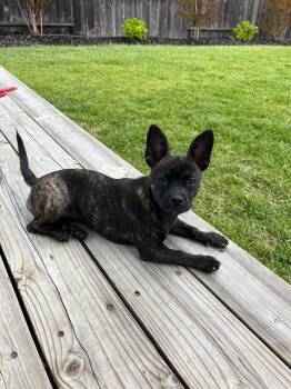 Chihuahua and French Bulldog Dogs Available for Adoption in Novato, California - Emilu | PetCurious