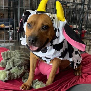 Natasha -  Pit Bull Terrier Dog for Adoption in Columbia, South Carolina - Natasha | PetCurious