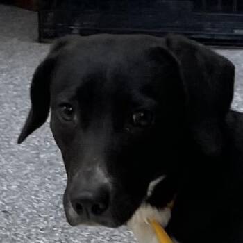 Cattle Dog Dogs Available for Adoption - Rubi | PetCurious