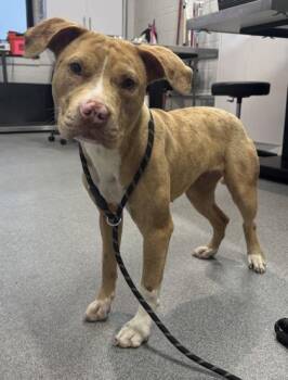 Mixed Breed Dogs Available for Adoption in West Chester, Pennsylvania - Frack | PetCurious