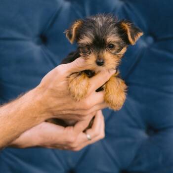 Shadow -  Yorkshire Terrier Dog for Adoption in Zionsville, Indiana - Shadow | PetCurious