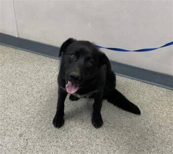 BARNEY -  Labrador Retriever and Mixed Breed Dog for Adoption in Visalia, California - BARNEY | PetCurious