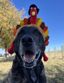 Rescue Mixed Breed Dogs for Adoption in Dallas, Texas - Kingston | PetCurious