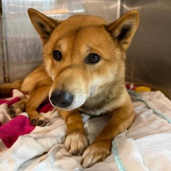 Shiba Inu Dogs Available for Adoption - Yoshi | PetCurious