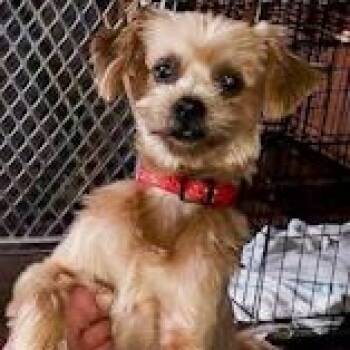 Rescue Shih Tzu and Maltese Dogs for Adoption in Ottawa Hills, Ohio - Biscuit - Coming Soon! | PetCurious