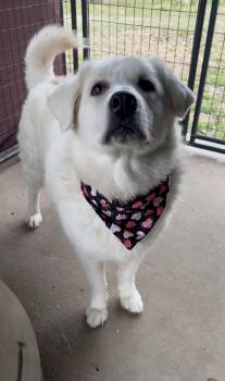 Great Pyrenees Dogs Available for Adoption - Monica | PetCurious