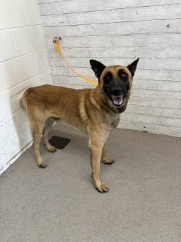 Rescue German Shepherd Dog Dogs for Adoption in San Bernardino, California - PABLO | PetCurious
