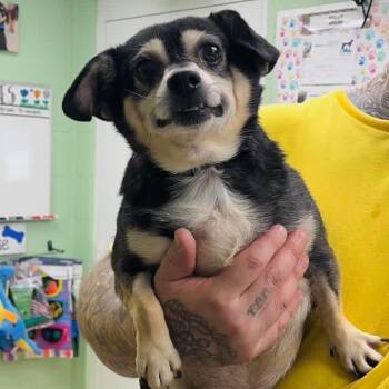 Mixed Breed Dogs Available for Adoption in Fredericksburg, Virginia - Links | PetCurious
