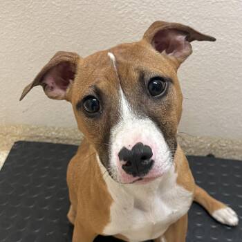 Sarsaparilla -  Mixed Breed and Bull Terrier Dog for Adoption in Reno, Nevada - Sarsaparilla | PetCurious