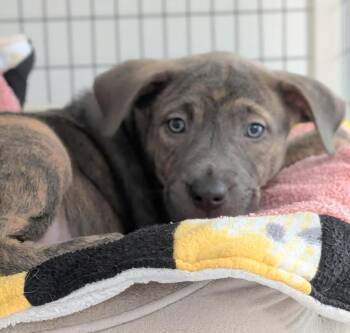 Maple -  Mixed Breed Dog for Adoption in St. Augustine, Florida - Maple | PetCurious