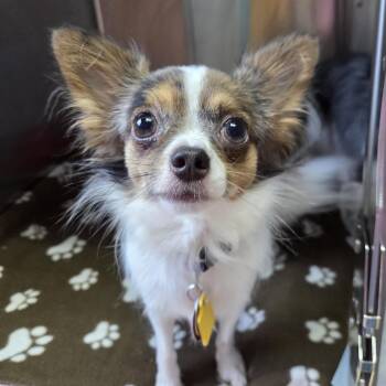 LaVerta -  Chihuahua Dog for Adoption in Brookings, South Dakota - LaVerta | PetCurious