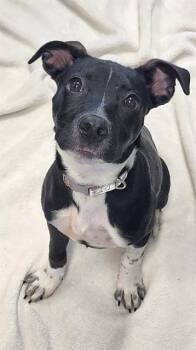 AVACADO -  Labrador Retriever and Mixed Breed Dog for Adoption in Brunswick, Georgia - AVACADO | PetCurious