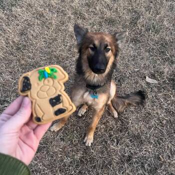 Eco -  German Shepherd Dog Dog for Adoption in Van Horne, Iowa - Eco | PetCurious