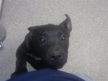 Labrador Retriever and Mixed Breed Dogs Available for Adoption in Albuquerque, New Mexico - RIVER | PetCurious