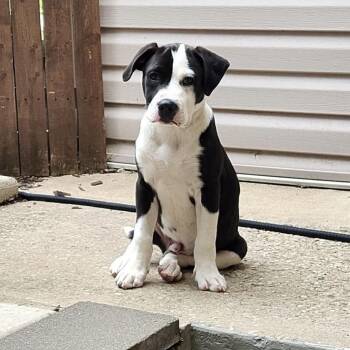 Chex -  Mixed Breed Dog for Adoption in Plainfield, Illinois - Chex | PetCurious