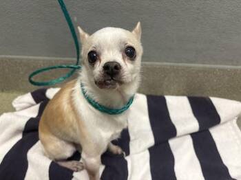 Chihuahua Dogs Available for Adoption - ST. PADDY | PetCurious