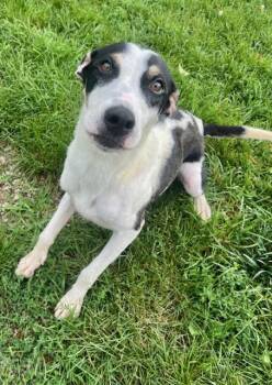 REBA -  Hound Dog for Adoption in Belmont, New York - REBA | PetCurious