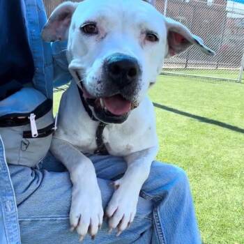 Pit Bull Terrier Dogs Available for Adoption - Robin -Urgent!!!! | PetCurious