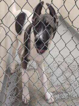 Husky and Mixed Breed Dogs Available for Adoption - BEAU | PetCurious