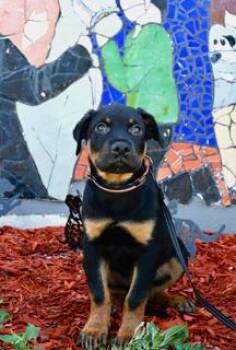 TUCK -  Rottweiler Dog for Adoption in Miami, Florida - TUCK | PetCurious