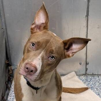 American Staffordshire Terrier and Husky Dogs Available for Adoption in Greenville, South Carolina - Timothy | PetCurious