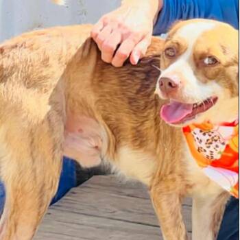 Rescue Spaniel and Mixed Breed Dogs for Adoption - Turbo | PetCurious