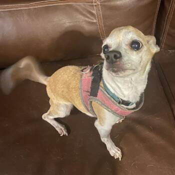 Ginger -  Chihuahua Dog for Adoption in Lake Jackson, Texas - Ginger | PetCurious