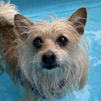 Brad Pitt -  Terrier Dog for Adoption in Grayslake, Illinois - Brad Pitt | PetCurious