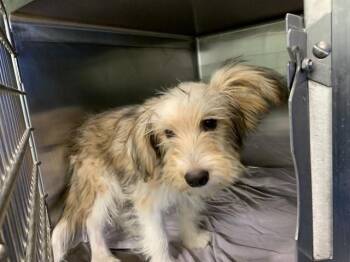 TERRY -  Terrier and Mixed Breed Dog for Adoption in Grand Prairie, Texas - TERRY | PetCurious